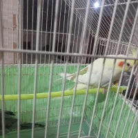 عروس هلندی|پرنده|خاش, |دیوار