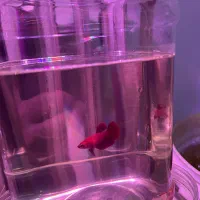 فایتر ماده هافمون سوپر رد گریدa