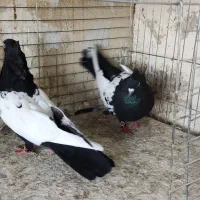 کفتر .یه جفت سینه ای فوق درشت|پرنده|تهران, ائمه اطهار|دیوار