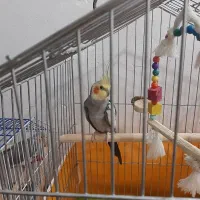 عروس هلندی مولد
