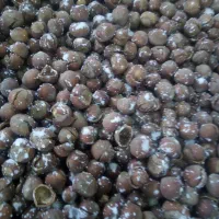 فروش انواع فندق خام. الک و ترک زده و برشته نمکی|خوردنی و آشامیدنی|رودسر, |دیوار