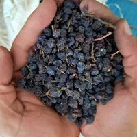 کشمش یاقوتی آفتابی|خوردنی و آشامیدنی|قزوین, |دیوار