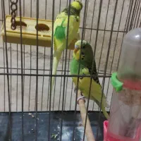 ۶ عدد مرغ عشق