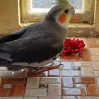 طوطی عروسی هلندی گمشده