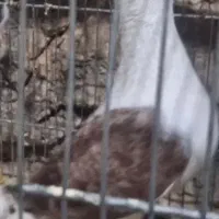 نامبر دوکت گمگشته