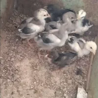 جوجه لاری خاکستری|حیوانات مزرعه|مشگین شهر, |دیوار