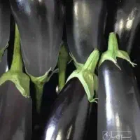 سیفی جات
