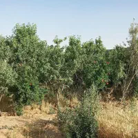 فروش خانه ویلایی ۲۴ متری ۱ خوابه در جلال آباد|فروش خانه و ویلا|نجف‌آباد, جلال آباد|دیوار