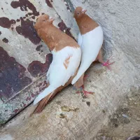 زرد و سرخ سینه