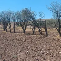 درخت ، چوب ،کنده|خدمات باغبانی و درختکاری|سلیمان, |دیوار