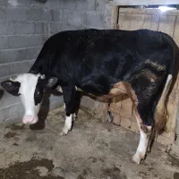 مایل به معاوضه نیستم|حیوانات مزرعه|جیرنده, |دیوار