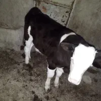 گوساله نر سیمینتال