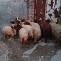 سلام فروش چهار عدد میش وبره دوتا گوسفند جوان حشک