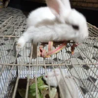 بچه خرگوش|موش و خرگوش|آبادان, |دیوار