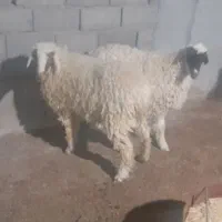 فروش چپش بره الپاین|حیوانات مزرعه|بافق, |دیوار