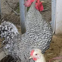 جوجه ایام . براکل و امروک|حیوانات مزرعه|شیراز, کوشک میدان|دیوار