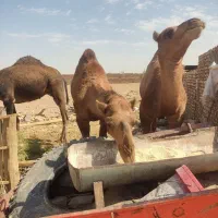 گوشت شتر تازه موجود است