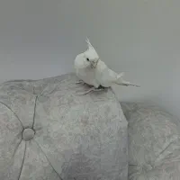 عروس هلندی|پرنده|اسلام‌شهر, شهرک سعیدیه|دیوار