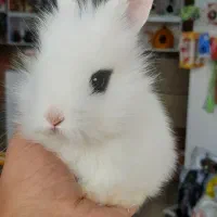 خرگوش های مینیاتوری چشم آهویی(دوست بچه ها)|موش و خرگوش|تهران, تهرانپارس غربی|دیوار
