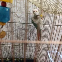 جفت گرینچیک ابی و اناناسی