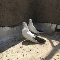 کبوتر دمبی