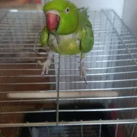 طوطی ماده|پرنده|بندر ماهشهر, |دیوار