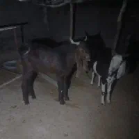 فروش نر بز افغانی یکساله|حیوانات مزرعه|دهلران, |دیوار