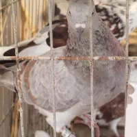 کبوتر پرشی|پرنده|کیش, |دیوار