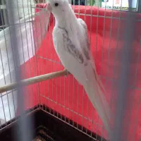 عروس هلندی فنچ|پرنده|مشهد, مشکینی (شهرک غرب)|دیوار