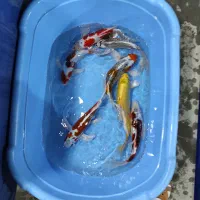 ماهی کوی کلکسیونی داخلی و وارداتی 10تا 75سانت|ماهی|تهران, بلوار کشاورز|دیوار