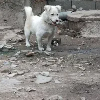 پاکوتاه واگذاری|سگ|نگین شهر, |دیوار