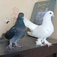 یک جفت کبوتر زینتی