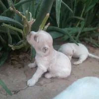 دزدیده شده
