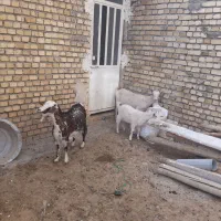 بزفرانسوی|حیوانات مزرعه|اراک, |دیوار