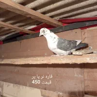 کفتر|پرنده|مشکیندشت, |دیوار