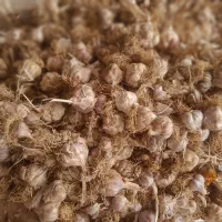 سیر|خوردنی و آشامیدنی|بندر کنگان, |دیوار