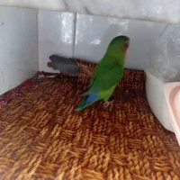 طوطی برزیلی