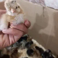 جوجه|حیوانات مزرعه|گتوند, |دیوار