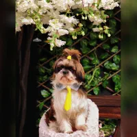 سگ نژاد شیتزو