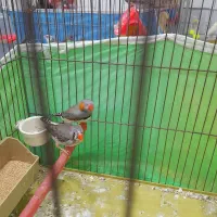 یک جفت فنچ کینگ مولد ب شرط