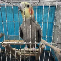 عروس هلندی نر سخنگو