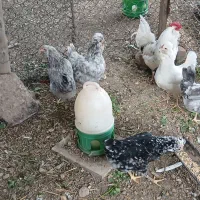 تخم مرغ گلین...تخم مرغ فروشی