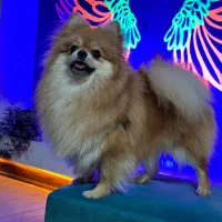 سگ پامر خرسی