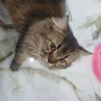 گربه بریتیش شناسنامه دار|گربه|سیرجان, |دیوار