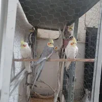 ۹ عدد عروس هلندی