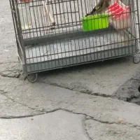 سهره جوجه قفس بخون صدازنگی