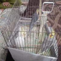 فروش  ۵عدد عروس هلندی