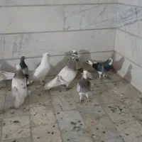 کبوتر پرشی و زینتی|پرنده|تهران, شهرک رضویه|دیوار