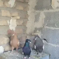 کفتر