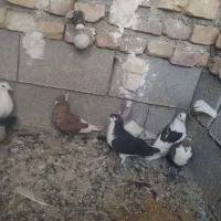 نر سوراخ